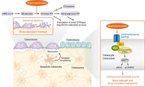 Image result for Bisphosphonates