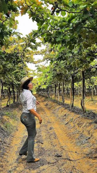 🦠🍇 O Distrito Federal reforçou as ações de vigilância fitossanitária após  a confirmação da primeira ocorrência oficialmente registrada pela Seagri-DF  do cancro bacteriano da videira. A identificação da bactéria Xanthomonas  citri pv.
