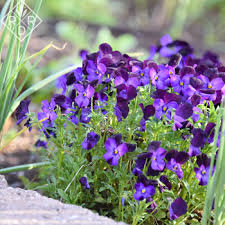 The edible landscape garden in the oklahoma gardening studio is used to educate homeowners on how to design, install, and maintain an edible ornamental. Ten More Easy Flowers To Grow In Oklahoma Red Dirt Ramblings