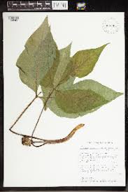 Image result for Arisaema mildbraedii