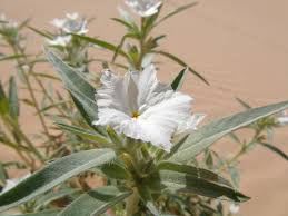 Image result for Euploca katangensis