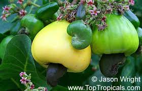 Image result for Anacardium occidentale