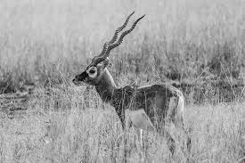 See more ideas about antelope skull, antelope, paper towel crafts. India Wildlife Blackbuck Animals Wild Animals Antelope Velavadar Black And White Spiral Horns Nature Pikist