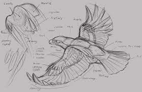 Animal Art And Demos Animal Drawings Animal Art Anatomy Drawing