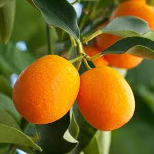 Year in and year out, these apple trees continue to be among our customers' favorites. Organic Kumquat Seeds Plant Your Own Citrus Fruit Trees Lot Of 10 Home Hobby Craft Supplies Tools Lifepharmafze Com