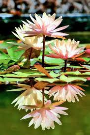 Nenuphars Jardin Serre De La Madone Menton France 2012 Blooming Flowers Water Lilies Beautiful Flowers