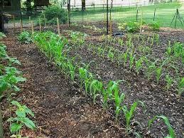 How To Garden Vegetables Traditional Vegetable Garden Layout And Picture Veg Garden Layout Vegetable Vegetable Garden Layout Design Vegetable Garden Design
