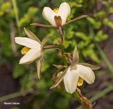 Image result for Eulophia ovalis