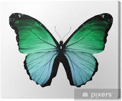 Use a cotton ball the spread the chalk evenly away from the stencil. Morpho Green Butterfly Isolated On White Canvas Print Pixers We Live To Change