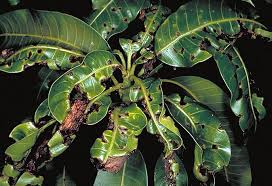 Fact Sheet Mango Anthracnose 009