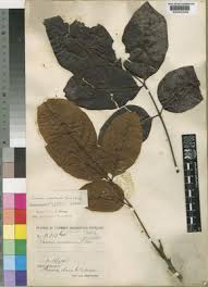 Image result for Lannea welwitschii