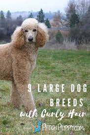 Some coats can be simple to groom, while others require. 9 Large Dog Breeds With Curly Hair Patchpuppy Com Dog Breeds Large Dog Breeds Dogs