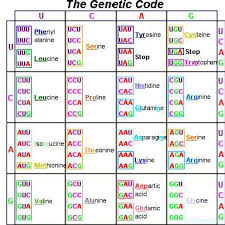 Genetic Genetics Biology Lessons Coding