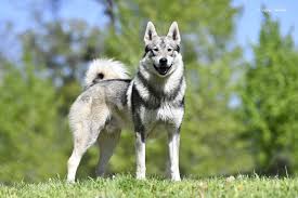 Image result for západosibiřská lajka