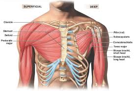 Below is a diagram showing the chest muscles depicting where the different exercises target. All About Chest Muscle Strain Graphic Mirror Online