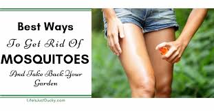 But a properly set up pond can be pretty easy care. 19 Best Ways To Get Rid Of Mosquitoes Naturally Life Is Just Ducky