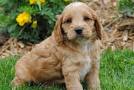 Cockapoo Price - How Much to Expect to Pay for Your Puppy?
