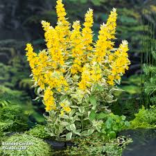 Image result for Lysimachia angustiloba