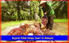 Sebab areal ladang sawit seluas 5 juta hektar lebih di seluruh malaysia itu saat ini kekurangan tenaga kerja. 34 Best Kelapa Sawit Malaysia Ideas Malaysia Trailblazer Car Palm Fruit Oil