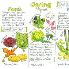 seasonal uk fruit and vegetable chart by liz cook