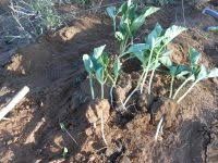 Image result for Cucumis humifructus