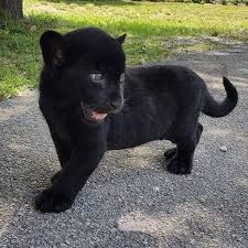 Pin On Black Panthers