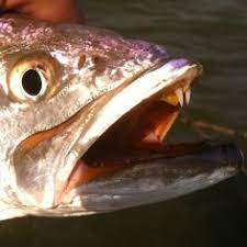 Speckled Trout With Teeth Looks Like He Had Something Good To Say Camping Inspiration Salt Water Fishing Trout