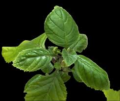 Image result for Dorstenia psilurus