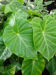 Live bulbs colocasia gigantea thailand giant thai giant elephant ear huge leaf (3. Mammoth Elephant Ear Premium Caladium Bulbs 50 Off5 7 Inches 3 Bulbs In 2021 Elephant Ear Plant Elephant Ear Alocasia Plant