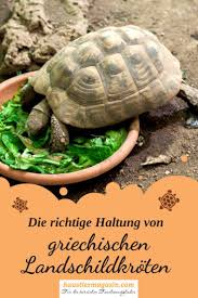 Haltung Griechische Landschildkorten Artgerecht Griechische Landschildkrote Landschildkroten Griechische Schildkrote