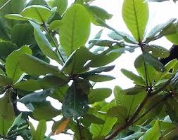 Check spelling or type a new query. Pohon Ketapang Dan Penyebarannya Zega Hutan