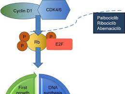 It was developed by eli lilly and it acts as a cdk inhibitor selective for cdk4 and cdk6. Abemaciclib Gets New Approval For Breast Cancer National Cancer Institute