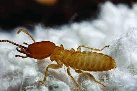 We included a list of additional resources at the bottom of this page for more information regarding the interplay between pest control. Schedule Your Formosan Termite Pest Control Inspection Now Turner Pest Control