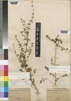 Image result for Tinnea galpinii