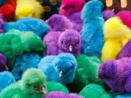 Dyed Easter Chicks Create Controversy You might already know that you can dye feathers, but did you know that you can actually dye a live chicken?