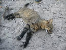 The leopardus colocolo, also known as the pantanal cat or the colocolo, is a south american wild cat species that is found in wide variety of habitats at elevations ranging from 1,800 to 5,000 m. Pampas Cat Leopardus Colocola Inaturalist