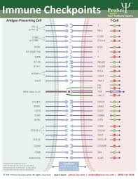 Immune Checkpoints Are Proteins That Act As T Cell Receptor