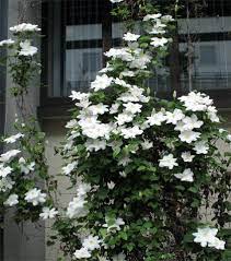 Maybe you would like to learn more about one of these? Clematis Madame Le Coultre Marie Boisselot Friedrich M Westphal Clematiskulturen