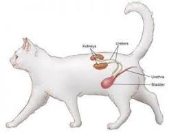 It's a similar procedure to percutaneous suprapubic cystolitholapaxy, except. Help My Cat Can T Pee Feline Urethral Obstruction Explained Bali Advertiser