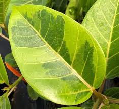 Image result for Ficus persicifolia