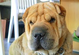 These dogs are sometimes suspicious of strangers and excel at guarding. Hunderassen Shar Pei