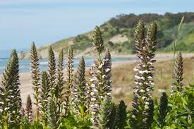 Image result for Caucanthus auriculatus