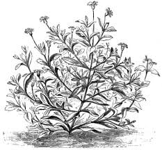 Image result for Aneilema lanceolatum