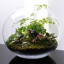 Terrariums Create Your Own I Need To Make One For My Office Garden Terrarium Plants Bottle Garden