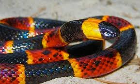 A New Technique Could Get Companies To Start Producing Coral Snake Antivenom Again Coral Snake Poisonous Snakes Snake Venom