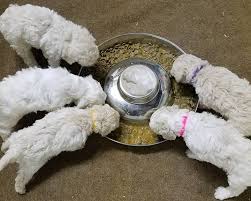 They have mini/mediums in the 36 pound range. Preparing Your Home For Your New Goldendoodle Puppy