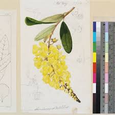 Image result for Acridocarpus natalitius