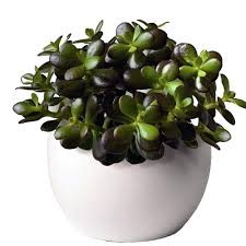 Image result for Crassula schimperi