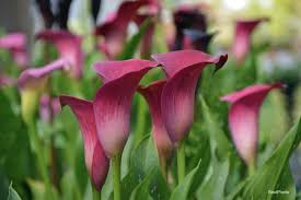 Consider these types of lily flowers temporary house guests. Info On Calla Lily Plants