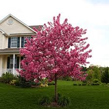 Crabapple trees enhance the aesthetics of lawns with their attractive foliage and fragrant blossoms. Bartlett Tree Experts Crabapple